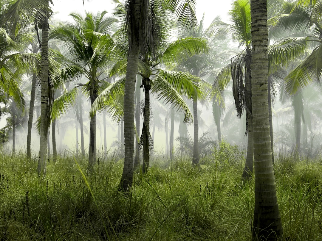 indian palm grove, dense grasses and foggy environment, coconut trees, high resolution photography –ar 4:3