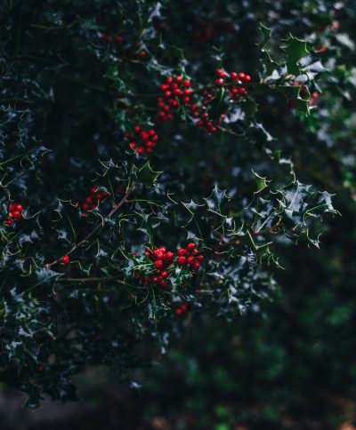 A dark green holly bush with red berries, photographed in the style of unsplash. --ar 105:128