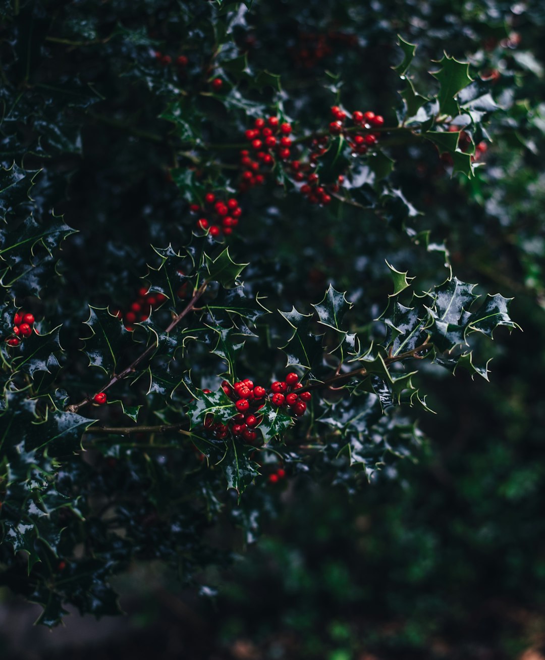 A dark green holly bush with red berries, photographed in the style of unsplash. –ar 105:128