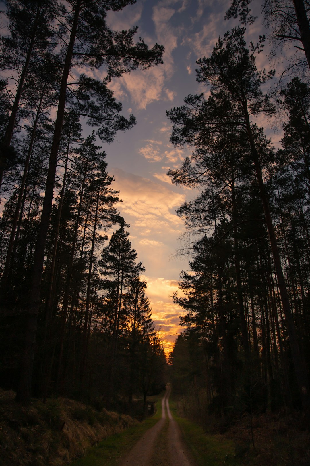 In the evening, tall trees lined both sides of an old forest road in spring, with a beautiful sunset sky and clouds. The silhouette was dark against the background of towering pine forests, with sunlight shining through the branches on one side of the path. A small amount of dust floated up from underfoot, creating a warm atmosphere. This photo was taken using a Canon eos r5 camera and wideangle lens in the style of no particular artist. –ar 85:128