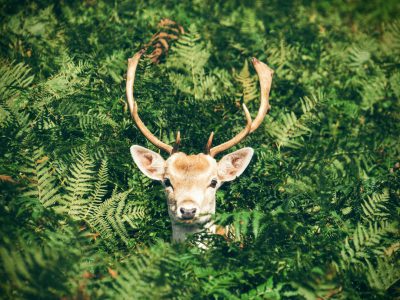 A deer is peeking out of the dense greenery, surrounded by ferns and other foliage. The camera is positioned directly above it, capturing its head with antlers standing upright. This perspective adds depth to the scene while highlighting details like textures on its fur or horns. --ar 4:3