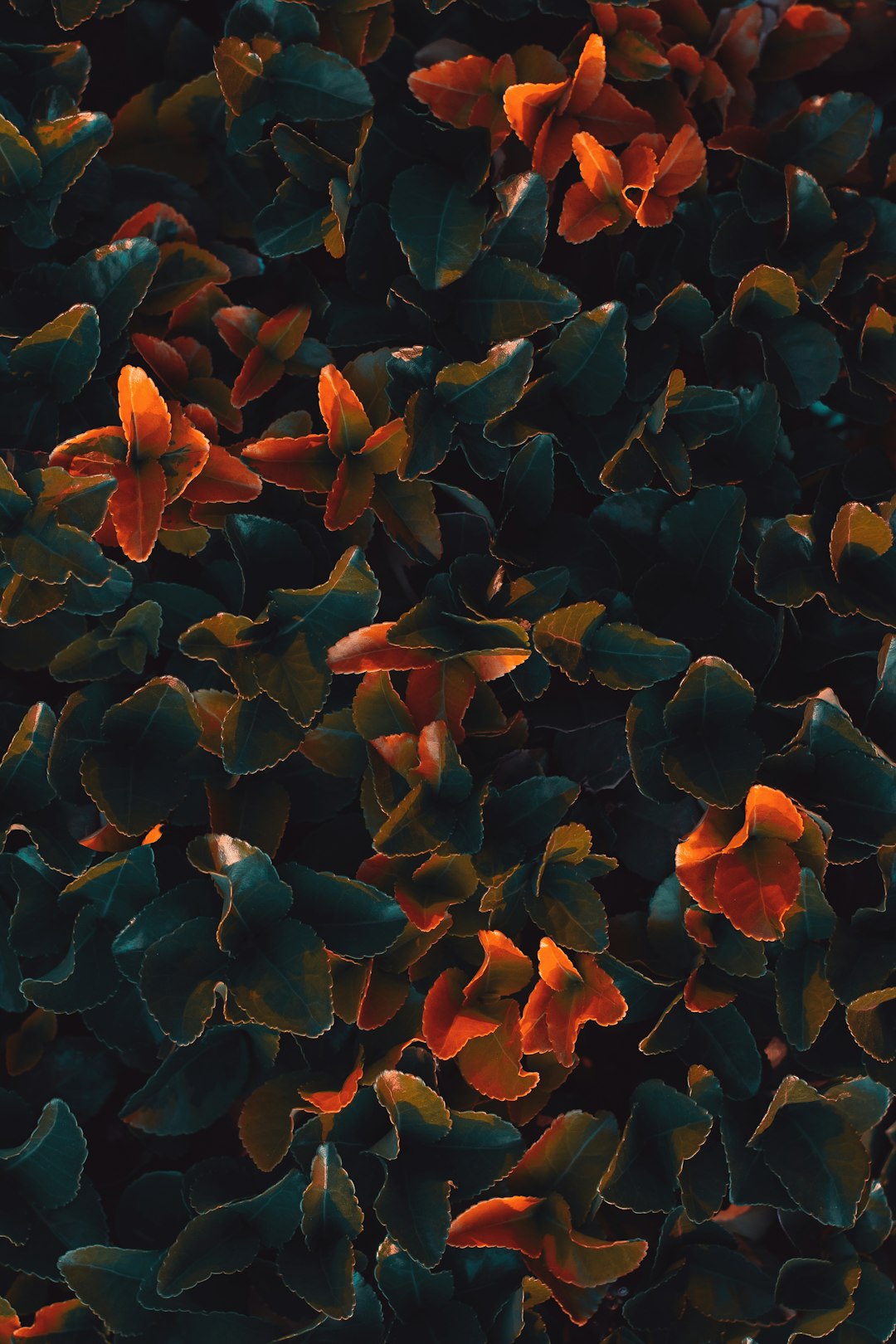 A dark green and orange background, covered with small red leaves, captured from above. The leaves appear to be growing out of the ground, creating an abstract pattern that suggests nature’s beauty. Soft lighting highlights their texture and form, while the overall composition is balanced and aesthetically pleasing. –ar 85:128