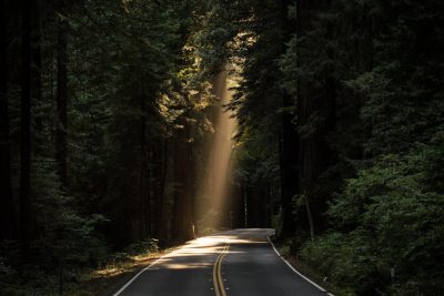 A road in the redwood forest with rays of sunlight piercing through, photographed in the style of hyper realistic photography. --ar 128:85