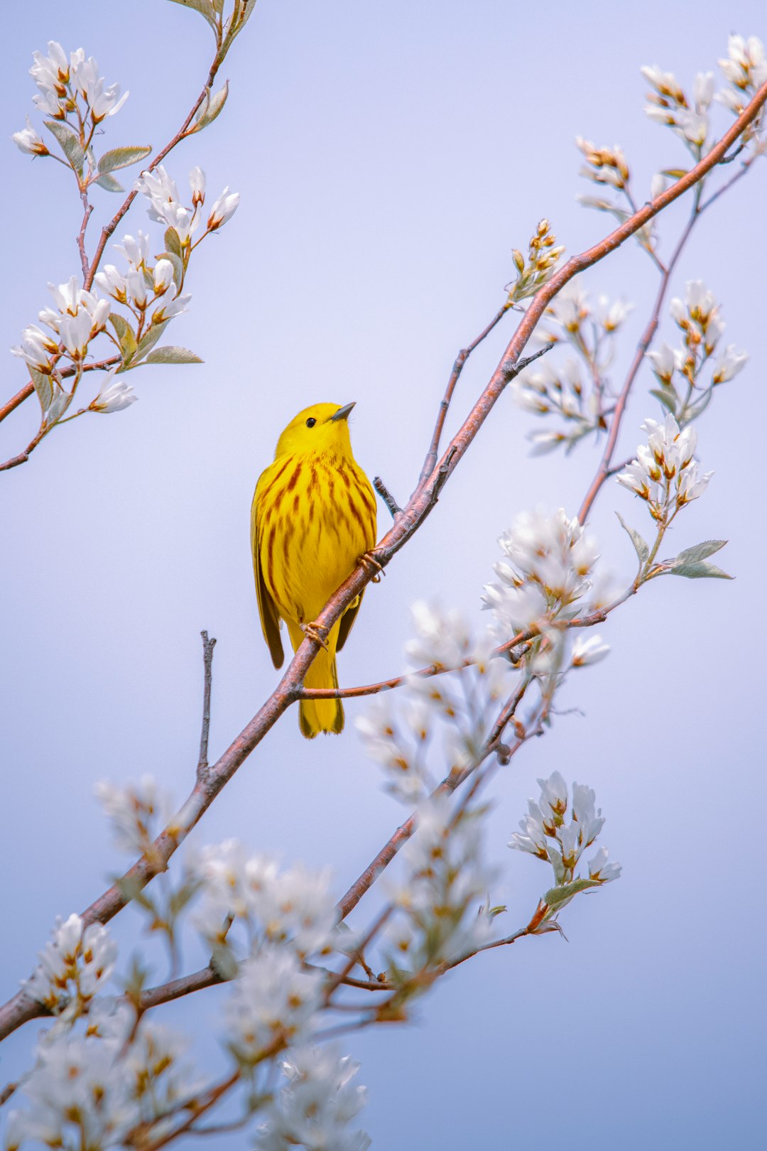 A yellow warbler perched on the branch of a blooming cherry tree, its vibrant plumage contrasting against the delicate white blossoms, creating a lively scene in nature. The scene was shot with a Sony Alpha A7R IV and a macro lens at f/2.8 aperture for sharp focus, in the style of nature photography. –ar 85:128