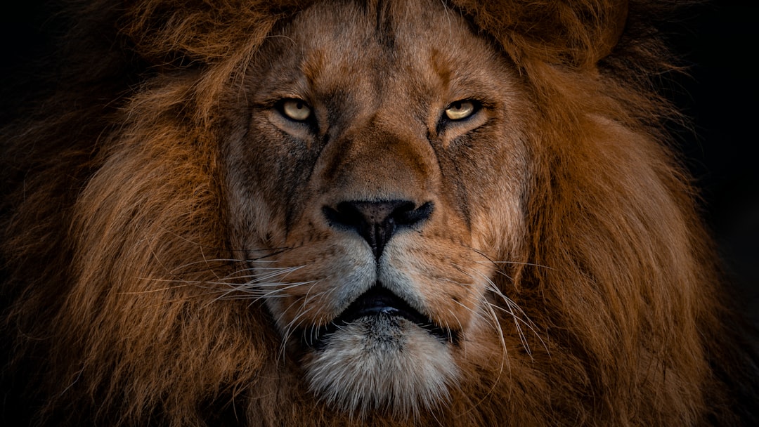 A majestic lion with its head turned slightly to the side, looking directly at camera. The photo is taken from very closeup and shows only half of his face in focus. He has an intense gaze as he stands against a dark background. His mane flows down over one shoulder, adding depth to the scene. Shot on Nikon D850, using natural lighting for the golden hour. –ar 16:9