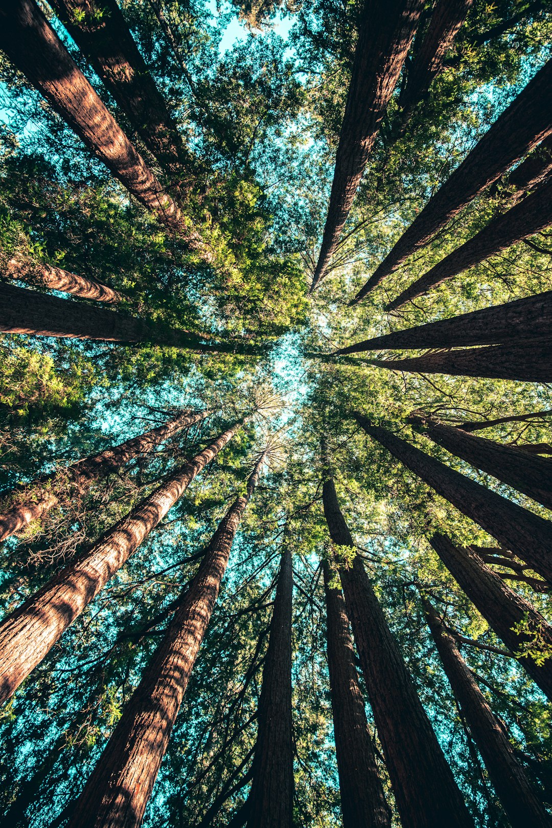 A photo of the top view looking up at tall redwood trees, looking down into their crowns from below. The sky is clear and blue in color. –ar 85:128