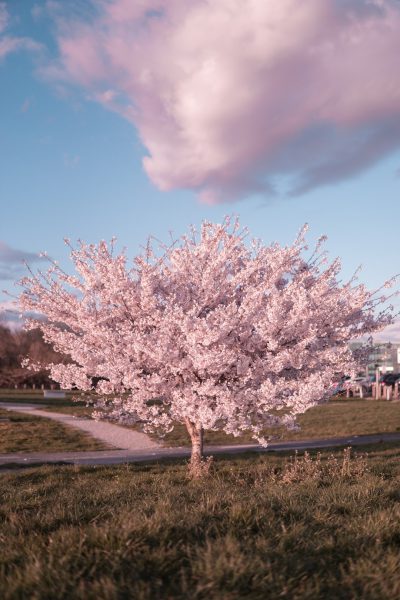 A single cherry blossom tree in full bloom, standing alone on the grassy field of Kamei Square park with pink clouds and blue sky above it. In front is an empty playground with some children playing around. The photo was taken from ground level using a Sony A7R IV camera, capturing every detail of its delicate petals against the backdrop of the city skyline. It's a picturesque scene that evokes feelings of tranquility and nostalgia. The photo was taken in the style of focus on face. --ar 85:128