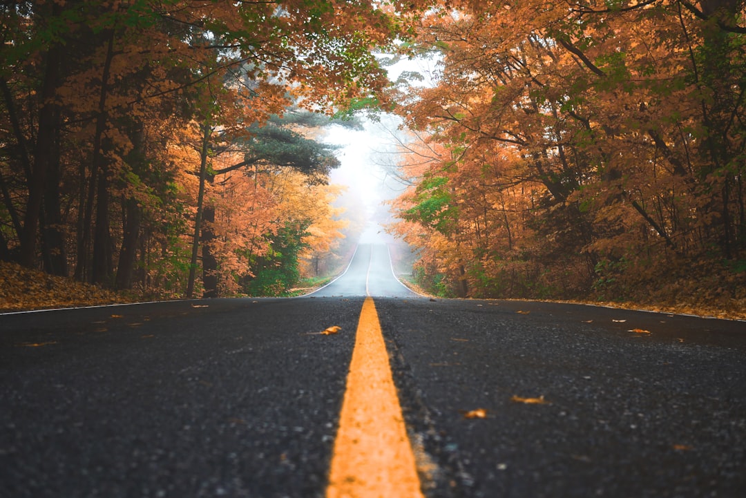 A long road leading into the distance, surrounded by trees with autumn colors and misty fog in the background. The yellow line runs down both sides of the asphalt surface. –ar 128:85