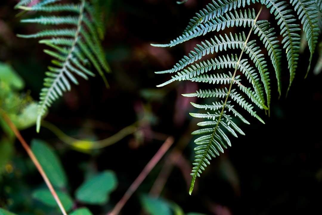 Fern leaves in the forest, macro photography, dark background, closeup, high resolution, high detail, high quality, high definition, high focus, high sharpness, high natural light, professional photograph, sharp focus, high resolution digital camera, wide angle lens. –ar 128:85