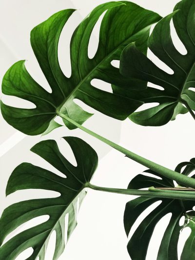 A closeup of monstera leaves on white background, simple and clean, with large green leaf details. The plants have long stems and appear fresh in the photo. --ar 3:4