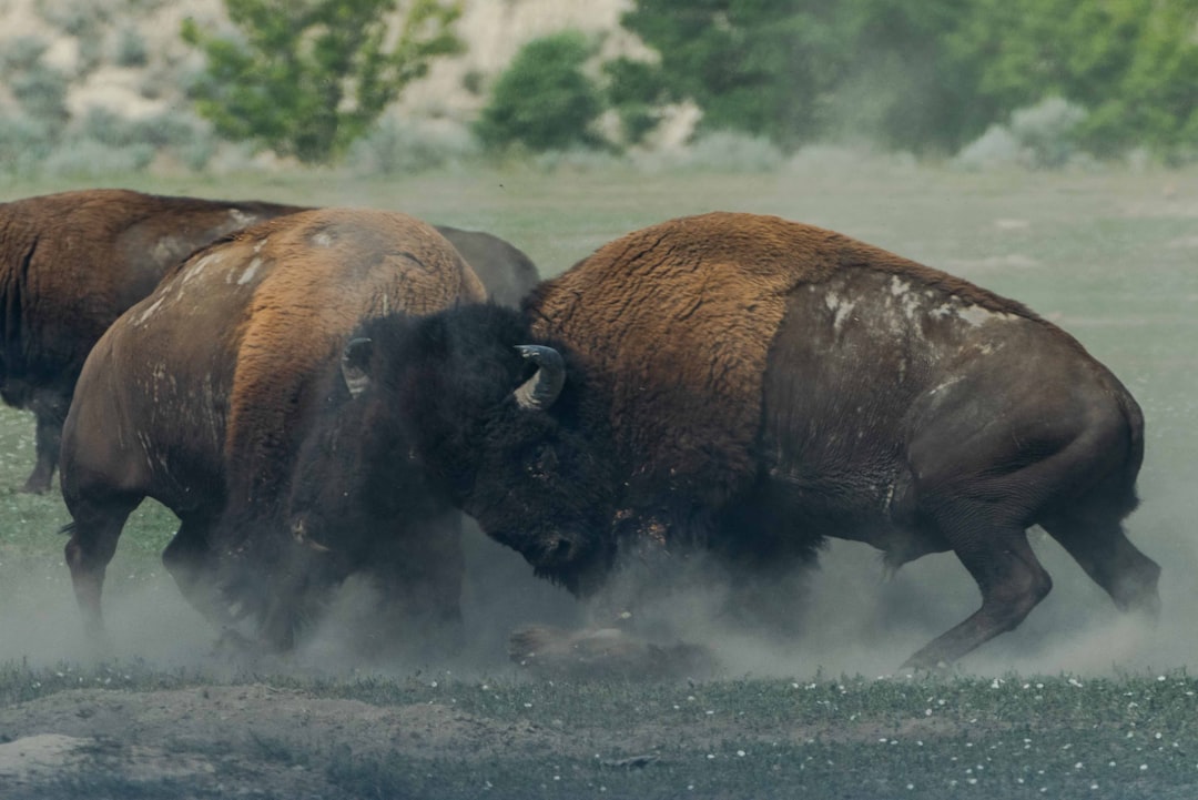 A bison battle in the American Great Plains, captured with a Nikon D850 DSLR in the style of documentary photography, using a wide-angle lens to capture the full view of dust clouds and explosions. The high resolution allowed for detailed motion capture, as natural light created dynamic shadows. Textures of fur and rocks were shown in vivid detail, as dust particles swirled around the angry buffalo during an intense moment. –ar 128:85