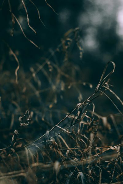 close up of dead grass in the dark, blurry background, moody, cinematic, atmospheric, shot on canon eos r5 --ar 85:128