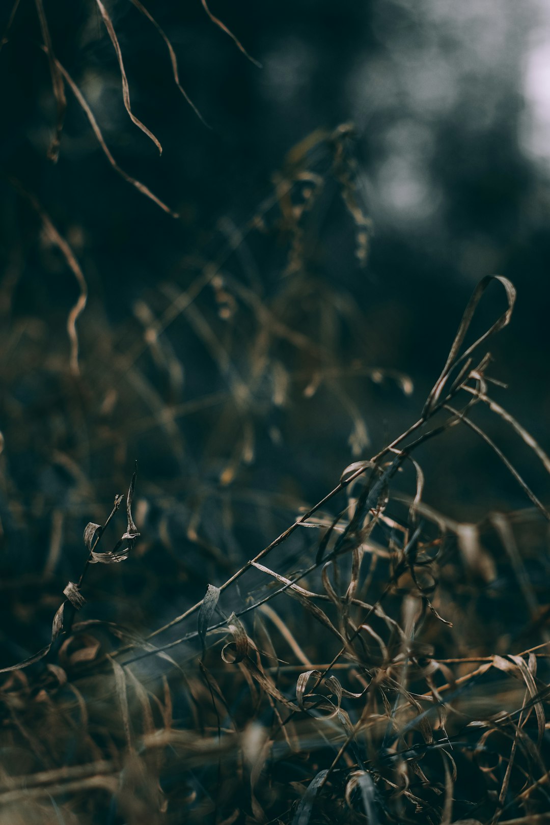 close up of dead grass in the dark, blurry background, moody, cinematic, atmospheric, shot on canon eos r5 –ar 85:128