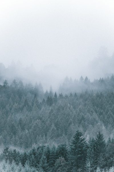 A misty forest in the distance, foggy and rainy weather, pine trees, white sky, minimalist photography style, gray tones, cool colors, vertical composition, high angle view, nature background. --ar 85:128