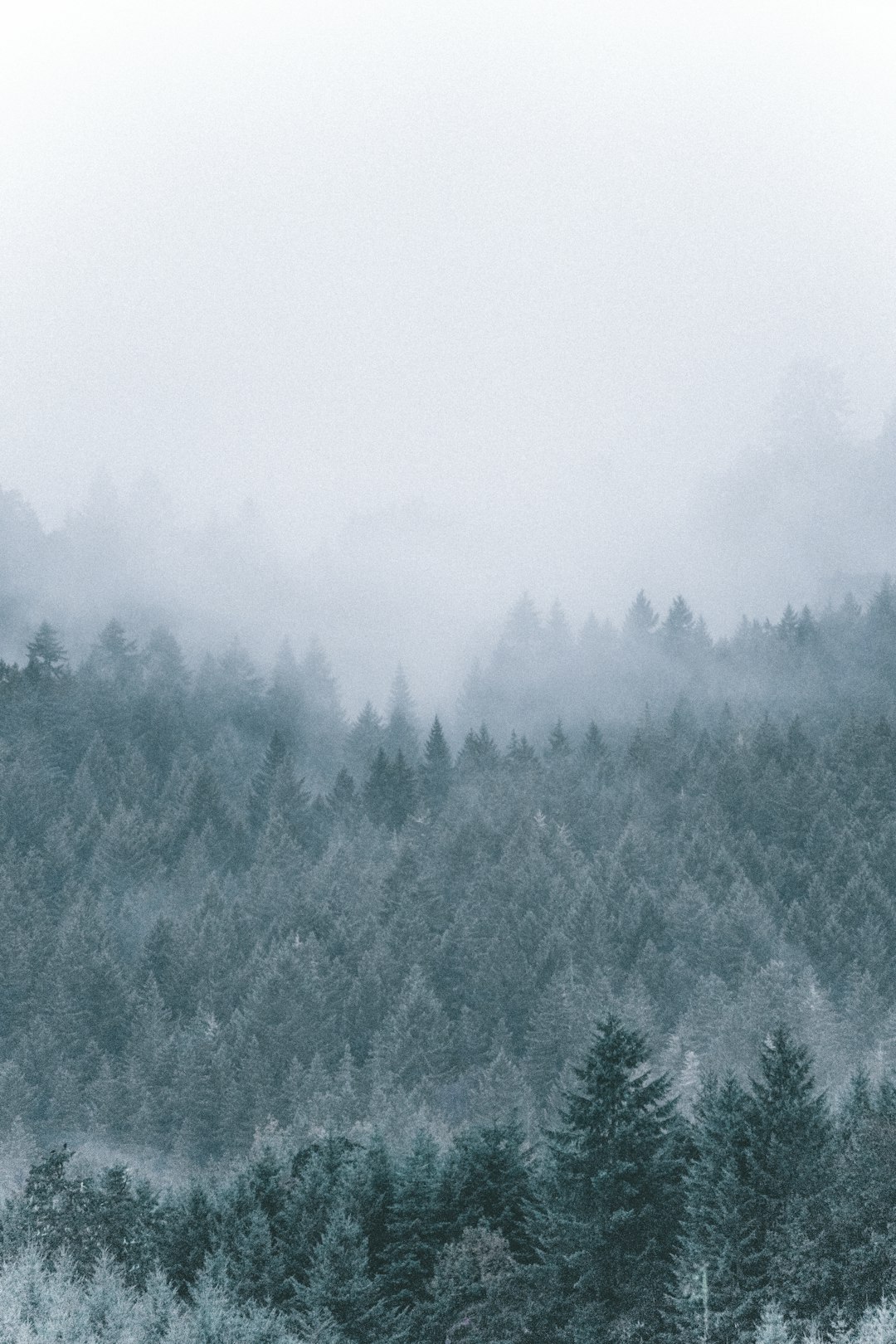 A misty forest in the distance, foggy and rainy weather, pine trees, white sky, minimalist photography style, gray tones, cool colors, vertical composition, high angle view, nature background. –ar 85:128