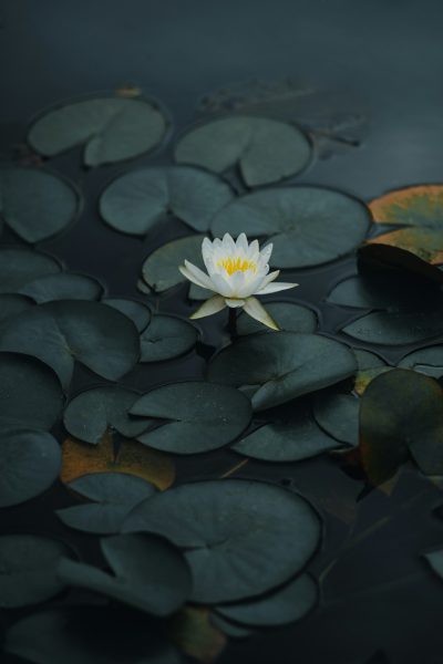 A white water lily flower floating on the surface of dark green leaves in a still pond, with a zen garden background, in a minimalist style, zen-inspired minimalist photography, creating a peaceful and serene mood, in the style of a zen master, reminiscent of the zen school, evoking zen interior design, a zen garden photography, a zen nature scene, suitable for zen wallpaper. --ar 85:128