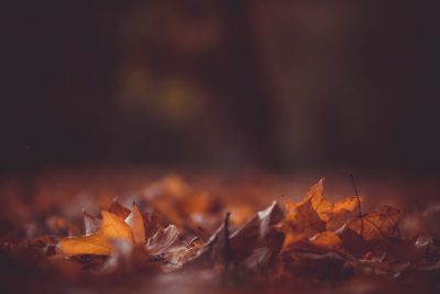 Autumn leaves on the ground, blurred background, dark brown and amber colors with subtle gradients, cinematic, bokeh effect, macro photography, depth of field, shot in the style of Canon EOS R5 F2 ISO30 8mm lens, high resolution, hyper realistic --ar 128:85
