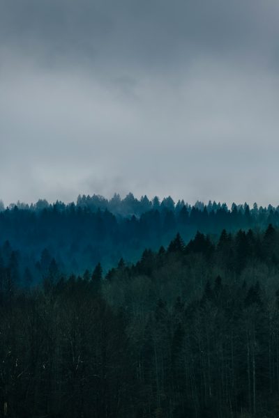a forest of trees with dark green and blue hues, foggy sky, moody, grey sky, nature photography, unsplash, muted colors, low contrast --ar 85:128