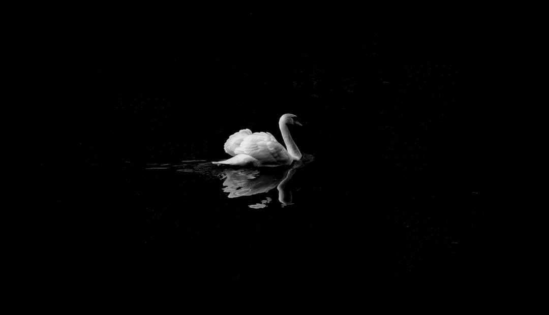 black and white photo of a swan in dark water, simple and minimalistic with low contrast against a black background, high resolution photography in the style of Hasselblad X2D50c –ar 128:73