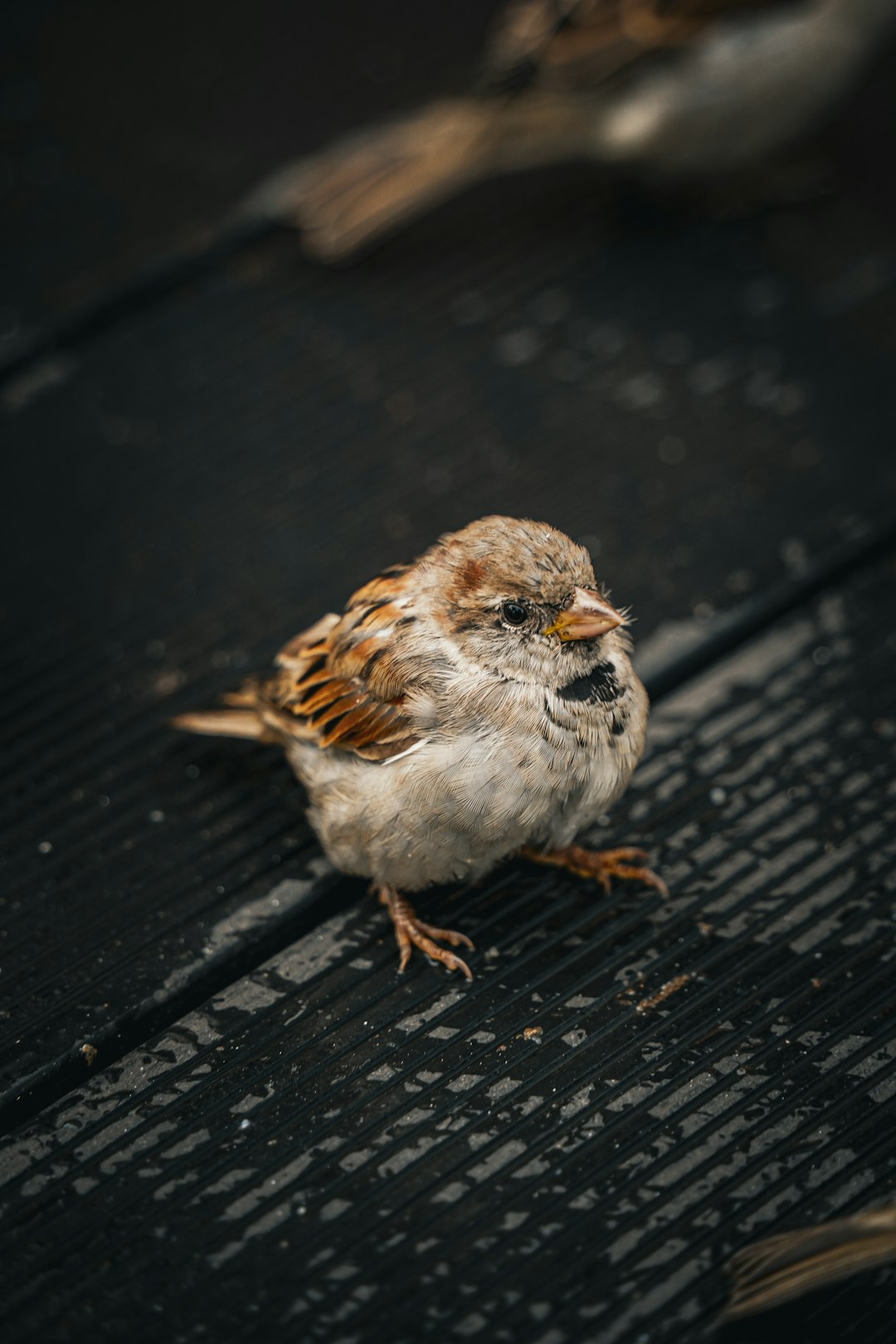 A small sparrow sits on the metal grid of an outdoor table, its feathers ruffled by the wind and rain, captured in closeup with a macro lens. The background is a dark gray wooden flooring, creating strong contrast between light and shadow. This photo was taken using a Canon EOS R5 camera with a standard zoom lens at an f/20 aperture setting, showcasing intricate details of the bird’s texture against the textured surface of the netting in the style of a macro photographer. –ar 85:128