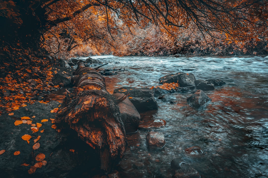 The river flows, the fallen leaves dance in autumn, and an old tree trunk lies on rocks by its side. The background is covered with orange foliage, creating a mysterious atmosphere. This photo was taken using a Sony A7R IV camera, with a focal length of f/28 and ISO at 50, providing a high resolution and cinematic feel. –ar 128:85