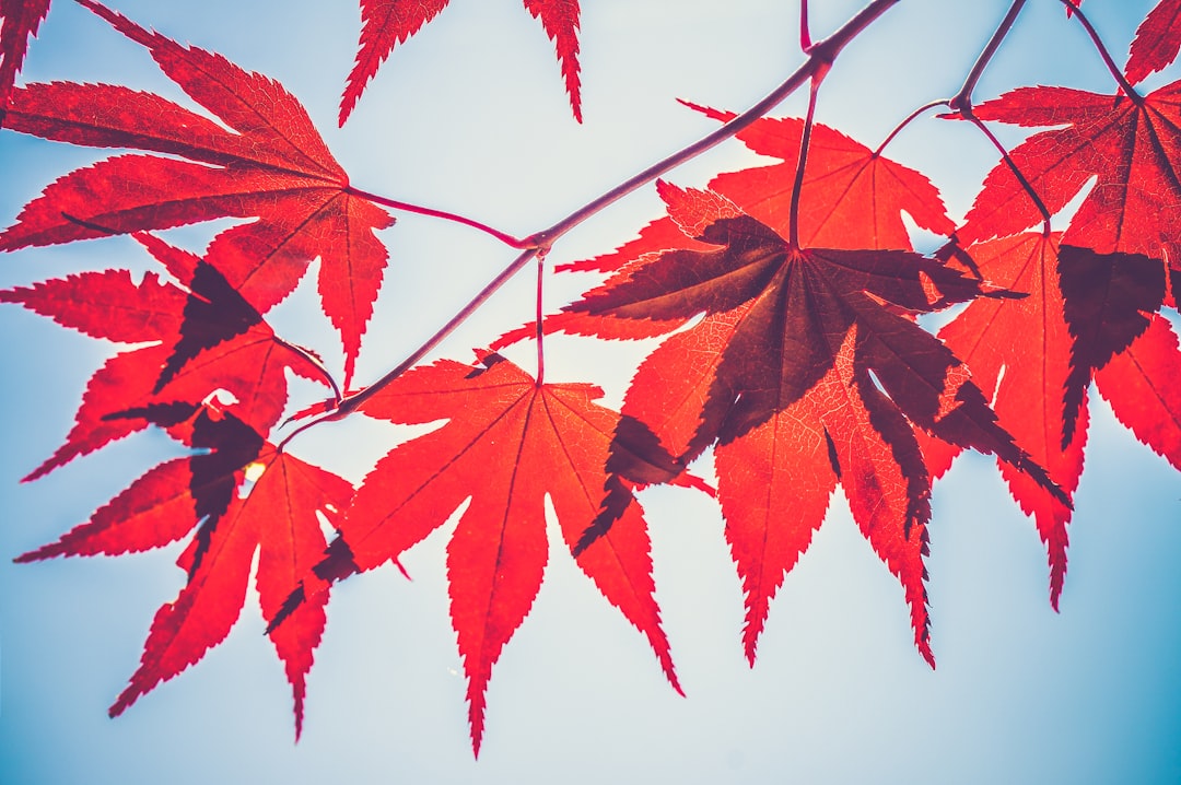 Red maple leaves against the sky, close up, in the style of photography, red color tone, high definition details, natural light, clear focus, red tones, vibrant colors, autumn atmosphere. –ar 128:85