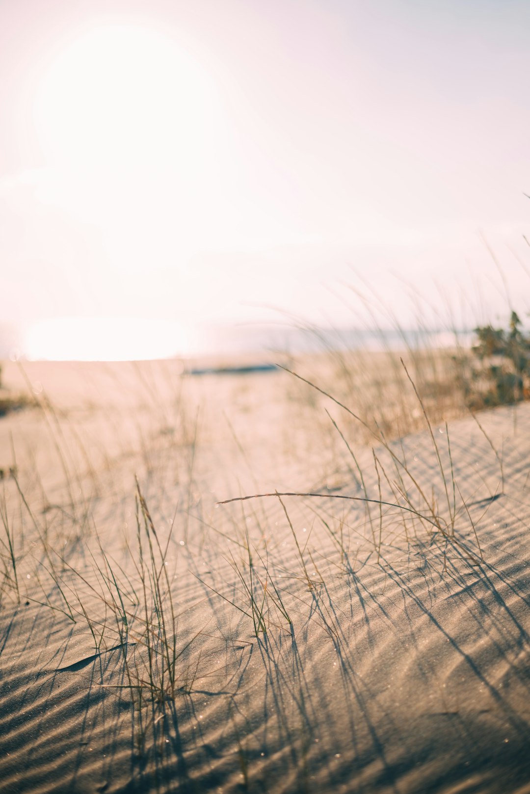 A close-up photo of the dunes on an empty beach, with grasses and small plants in the foreground, shot from a low angle, the sun shining with soft light, minimal composition, editorial photography, professionally color graded with no contrast, using a 50mm lens at f/28 for a grainy film aesthetic. –ar 85:128