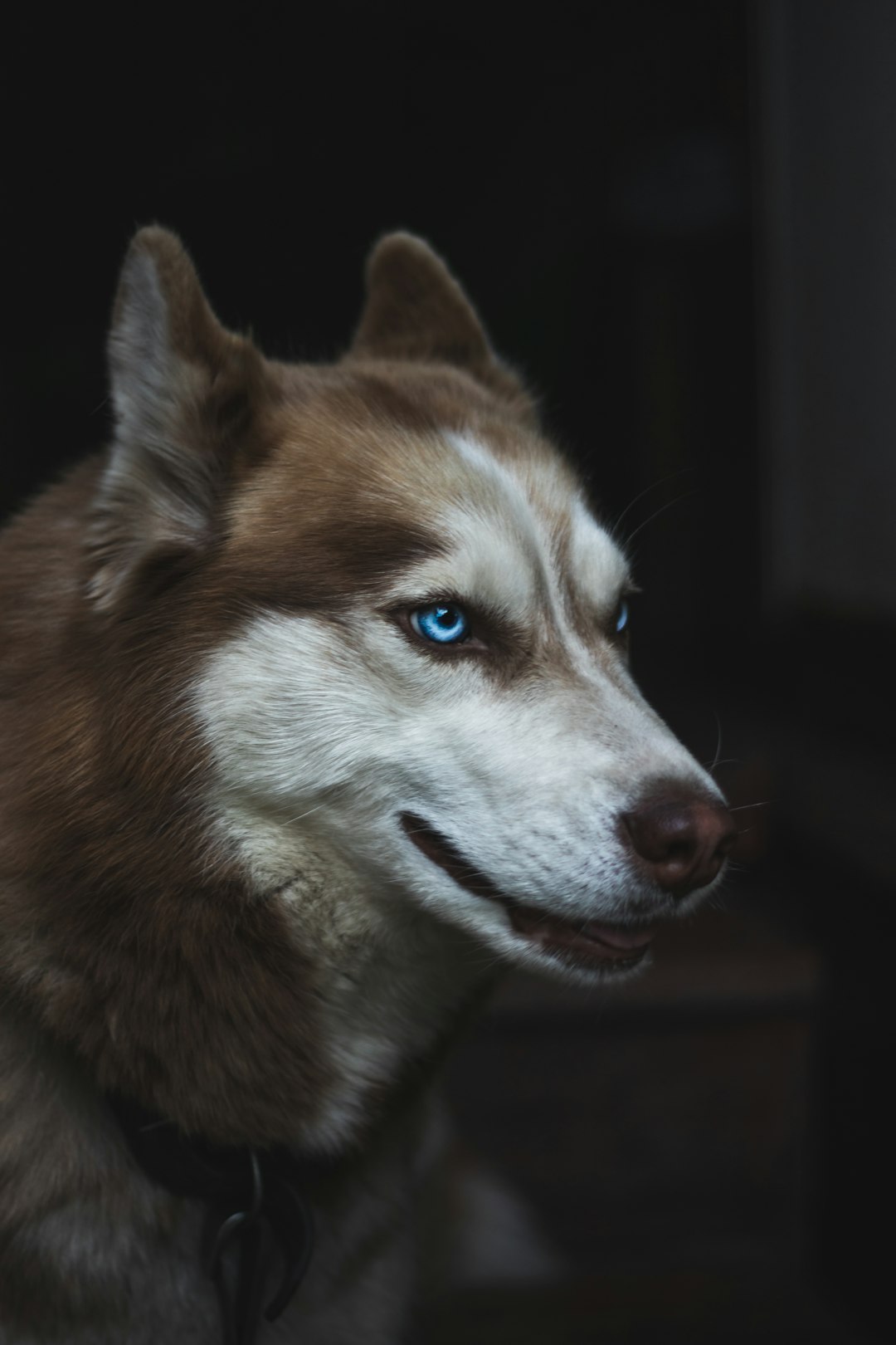 a portrait of an adult husky with blue eyes, looking to the side, happy expression, dark background, hard light, cinematic, fujifilm –ar 85:128