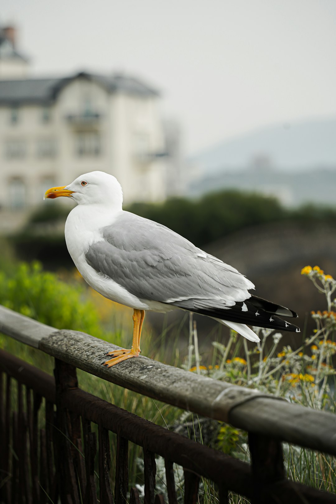 A seagull perched on the fence of a hotel in Japan, in the style of real photo style, with high definition photography. –ar 85:128