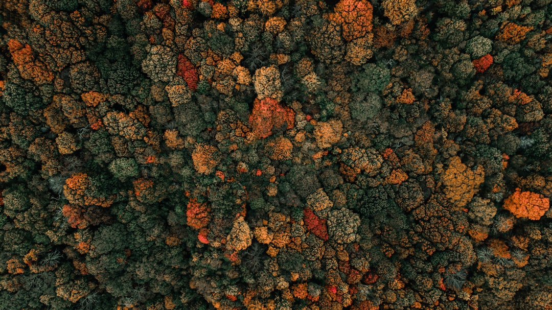 Aerial view of autumn forest, top down view, drone shot, autumn colors, dark green and orange, hyper realistic photography –ar 16:9