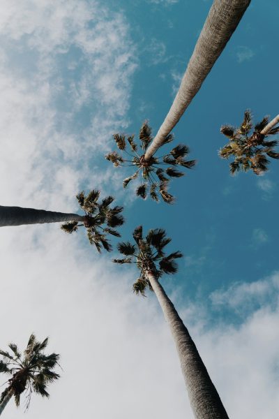 low angle shot of palm trees, blue sky, white clouds, Los Angeles, unsplash photography, in the style of photography. --ar 85:128