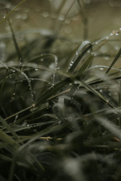 A close up of grass with water droplets on it, blurry background, bokeh, muted colors, low contrast, cinematic, grainy. --ar 85:128