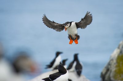 A close-up photo of an isolated puffin in flight, with its wings spread wide and orange feet glowing as it lands on the rocky shore below, surrounded by other birds resembling black-eyed Assassin birds looking up at it. The background is blurred to focus attention on the bird's elegant pose against the blue sky above. The photo was taken with a Sony Alpha A7 III camera, using an f/2 lens, with focus settings for sharpness, an aperture set to F8 for detail capture, and a shutter speed set to 500 sec, in the style of nature photography. --ar 128:85