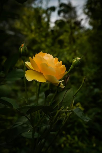 A yellow rose in the garden, captured with an iPhone camera, surrounded by lush greenery and soft lighting, evoking a sense of tranquility and beauty. The photo focused on sharpness and detail with high resolution and HDR effects in the style of a calm garden scene. --ar 85:128