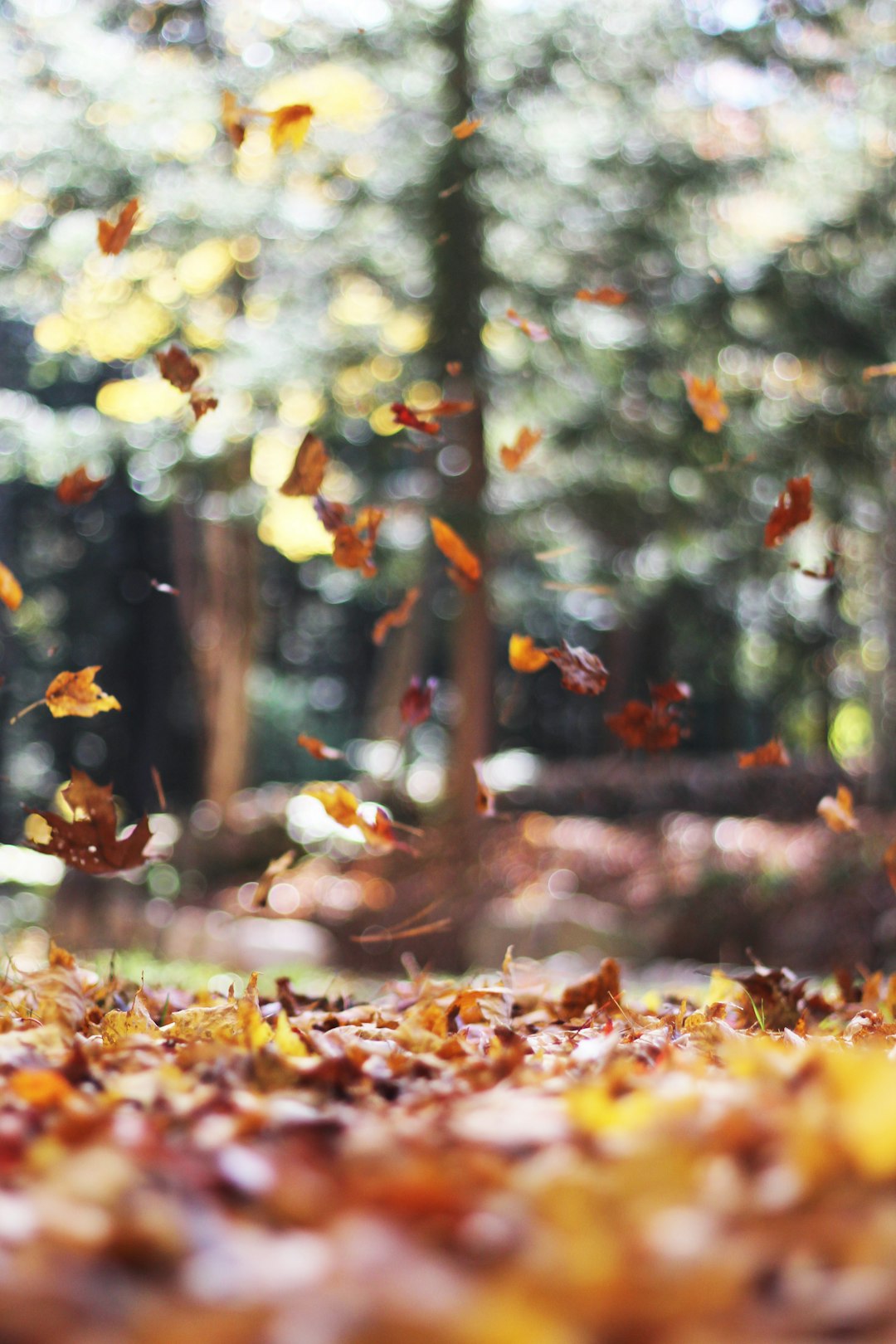 photograph of a forest floor with leaves flying in the air, with a bokeh background, macro photography capturing autumn colors in the style of nature. –ar 85:128