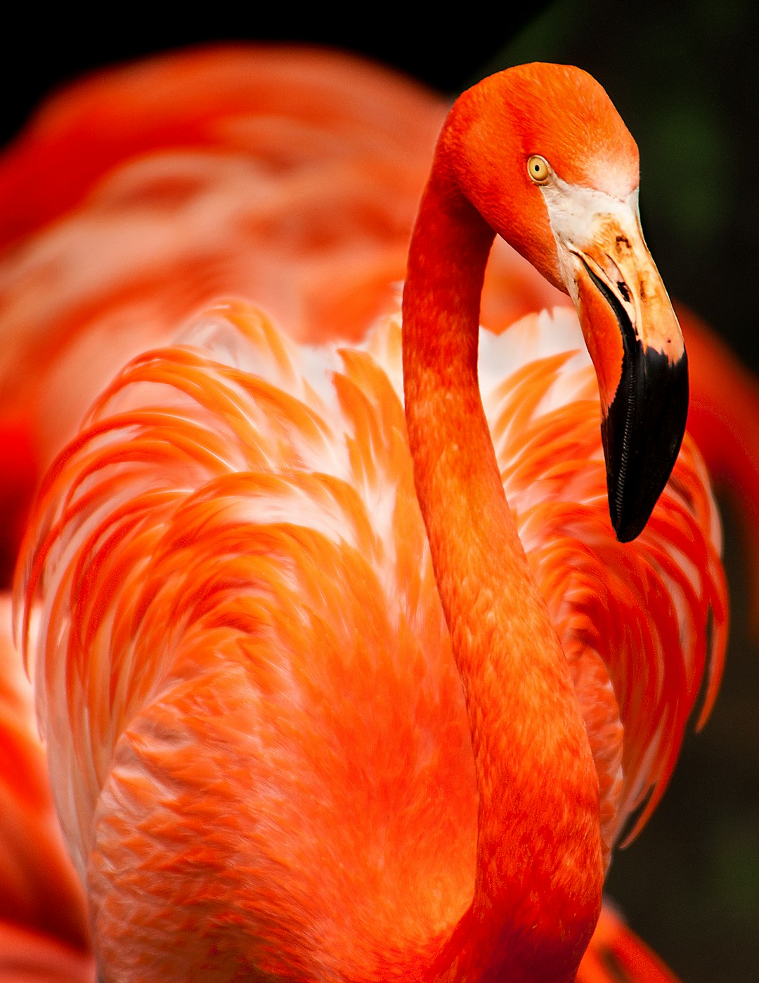 A vibrant red flamingo with its feathers spread out, showcasing the distinctive orange and pink hues of its plumage, focusing on its face. –ar 49:64