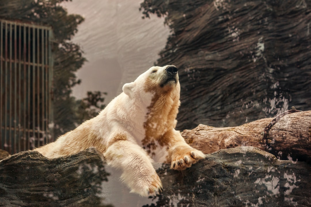 A polar bear in its natural habitat, sitting on top of a tree trunk and looking up at the sky. The background is an open landscape with trees and water. Taken from a high angle, this is a professionally photographed stock photo with good lighting and extremely detailed. –ar 128:85