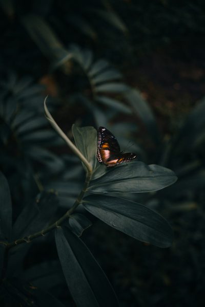 A dark green leaf with a brown butterfly sitting on it, in the style of unsplash photography, dark and moody, with high contrast, hyper realistic, cinematic. --ar 85:128