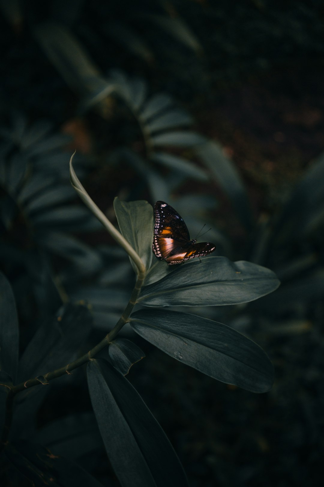 A dark green leaf with a brown butterfly sitting on it, in the style of unsplash photography, dark and moody, with high contrast, hyper realistic, cinematic. –ar 85:128