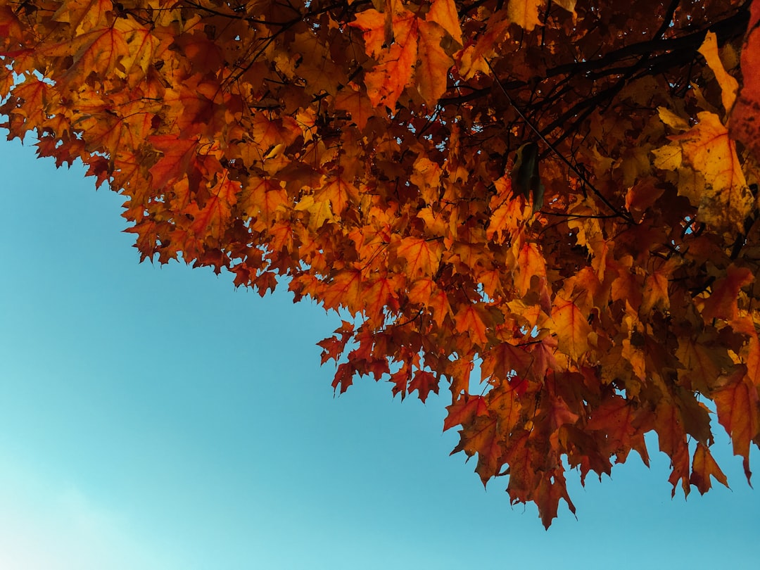 Autumn maple tree leaves against blue sky background, closeup. The bright red and orange hues of the autumn foliage contrast with the deep blues of the clear sky, creating an elegant and natural scene that captures nature’s beauty in its golden hour glow. –ar 4:3