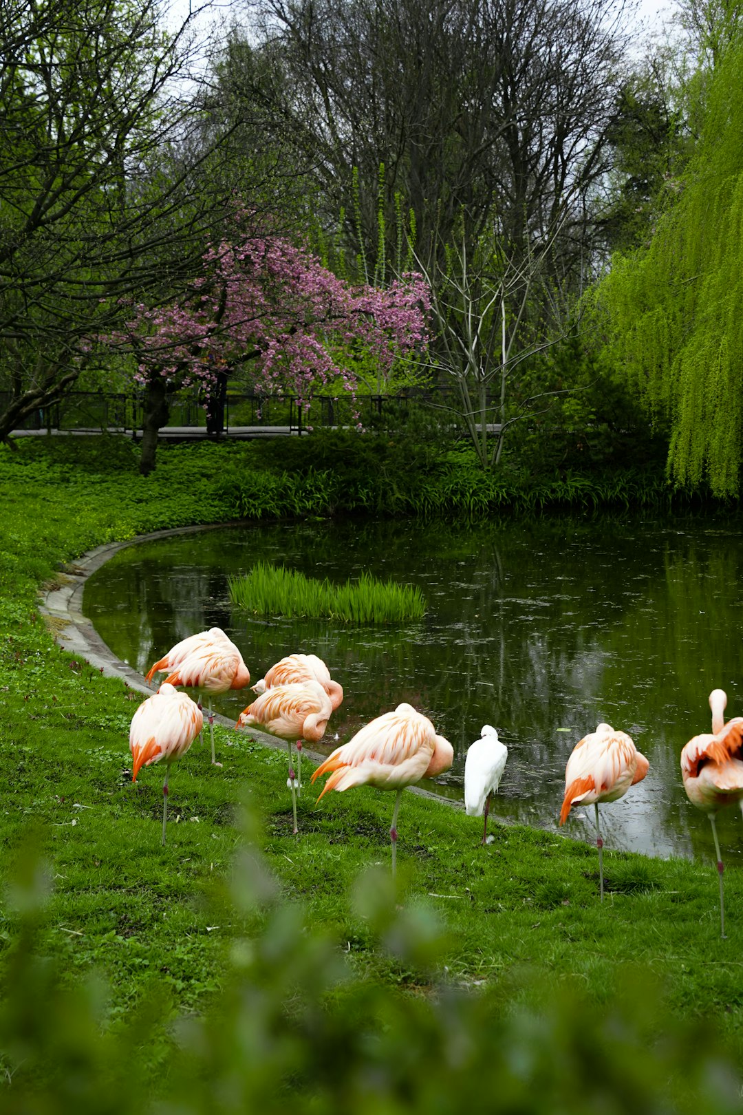 A group of flamingos resting by the pond in the park, springtime, photorealistic landscapes, green grass and trees in background, –ar 85:128