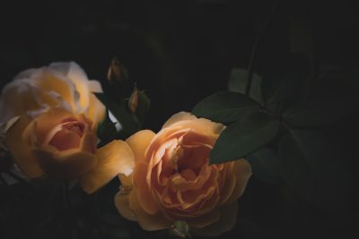A photo of yellow roses against a dark background in low light, moody and cinematic with a soft focus closeup and shallow depth of field at f/2.8 using a 50mm lens at ISO 400 with a long exposure time of f/7, using natural lighting and shadow play during the golden hour with a vintage filter in the style of [Todd Hido](https://goo.gl/search?artist%20Todd%20Hido), [Rinko Kawauchi](https://goo.gl/search?artist%20Rinko%20Kawauchi), Akin Ufili, [Alastair Magnaldo](https://goo.gl/search?artist%20Alastair%20Magnaldo), [Miki Asai](https://goo.gl/search?artist%20Miki%20Asai) and George Adamski. --ar 128:85