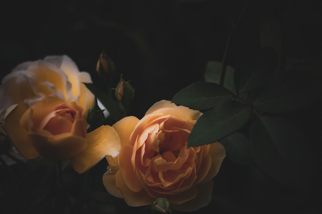 A photo of yellow roses against a dark background in low light, moody and cinematic with a soft focus closeup and shallow depth of field at f/2.8 using a 50mm lens at ISO 400 with a long exposure time of f/7, using natural lighting and shadow play during the golden hour with a vintage filter in the style of [Todd Hido](https://goo.gl/search?artist%20Todd%20Hido), [Rinko Kawauchi](https://goo.gl/search?artist%20Rinko%20Kawauchi), Akin Ufili, [Alastair Magnaldo](https://goo.gl/search?artist%20Alastair%20Magnaldo), [Miki Asai](https://goo.gl/search?artist%20Miki%20Asai) and George Adamski. –ar 128:85
