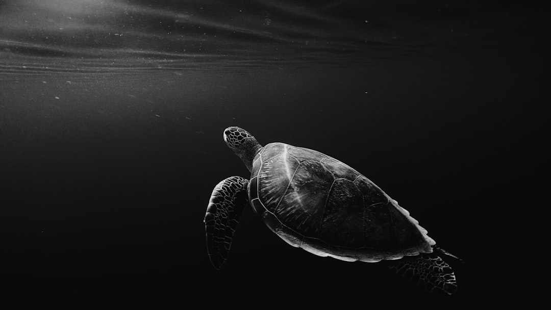 A black and white photo of an underwater shot of the profile of a sea turtle swimming in dark water, backlit, minimalist, cinematic, low angle shot, moody, in the style of David Fincher –ar 16:9