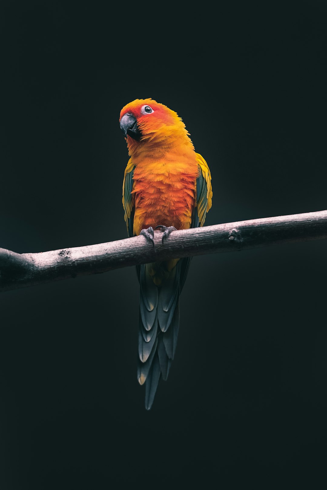 Sun conure parrot perched on a branch in a full body shot against a black background in the style of unsplash photography with a minimalist style. –ar 85:128