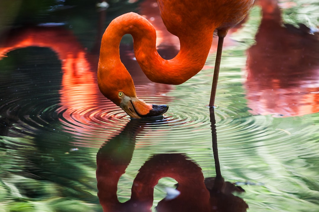 Flamingo wading in water, closeup of reflection on the surface, Nikon D850 DSLR with Nikkor Z 24-70mm f/3.5 VR lens, focusing on the flamingo’s head and neck. The scene captures the vibrant red color against the green backdrop of nature, highlighting intricate details like ripples around its legs as it uses its beak to lead into shallow waters. –ar 128:85