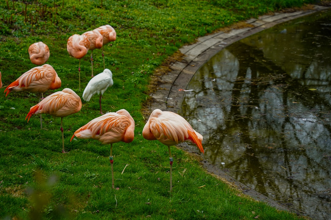 A group of flamingos resting on the grass near water, with some sitting and others standing up, next to an artificial pond in London’s War plein Park, shot in the style of Canon EOS R5 at F2 ISO400. –ar 128:85