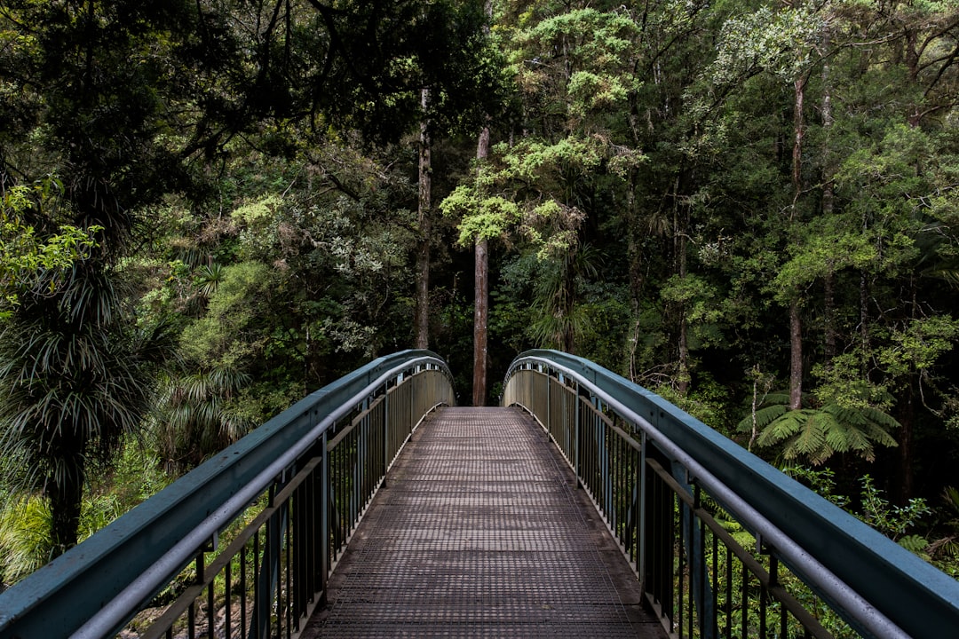 A photograph of the Hanmer Bridge in New Zealand’s Wainui bush, leading to an unburned steel walkway over thick green forest trees, taken with a Canon EOS R5 camera using a long focal length lens. The bridge is painted a dark grey metal and has black hand railings. In front of it stand two tall tree trunks covered in lush leaves. A wide angle view captures both sides of the bridge, creating a serene atmosphere in nature. The photograph is in the style of Clara. –ar 128:85