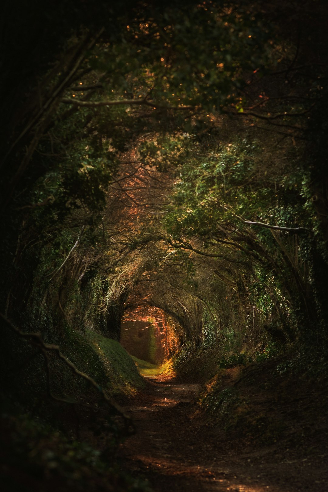 A dark and mysterious forest tunnel with trees growing on the walls, leading to an open field in front of it, illuminated by golden light from above, captured using a Canon EOS R5 camera with a wide-angle lens at f/2.8 aperture, showcasing rich textures and deep shadows for a dramatic effect, creating a sense of mystery and adventure. –ar 85:128