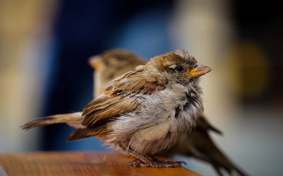 Close up of two small birds sitting on the edge of a table, with a shallow depth of field and some motion blur. Soft light and a blurred background, with a shallow focus and natural lighting. Taken at f/2.8, with a 50mm lens on a Nikon D760, in the style of Fujifilm. A closeup of a sparrow and finch perched together. --ar 128:79